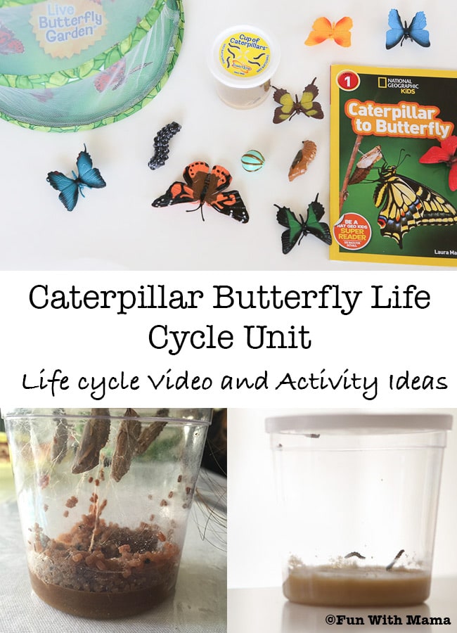 caterpillar butterfly life cycle unit for preschool