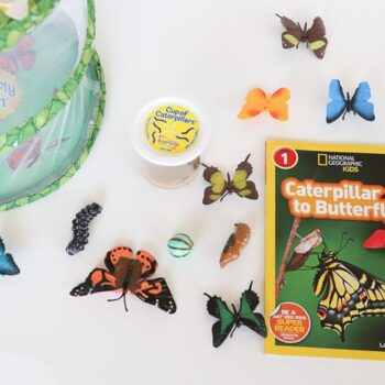 caterpillar-to-butterfly-life-cycle-activity
