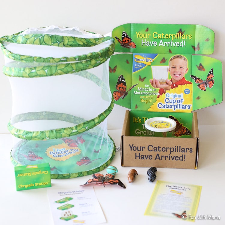 insect lore butterfly garden review