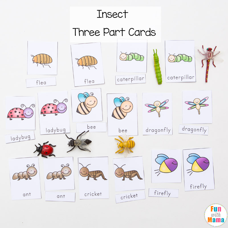 insect 3 part cards