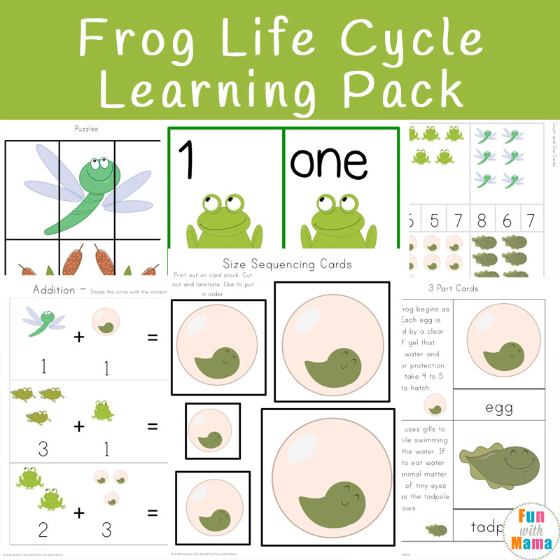 life cycle of a frog for kids