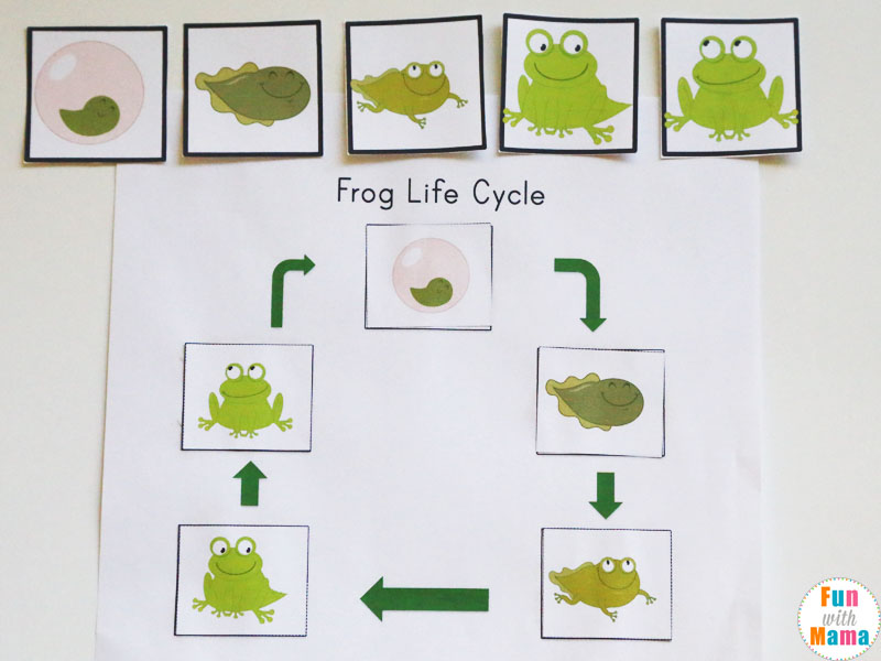 life cycle of a frog worksheet