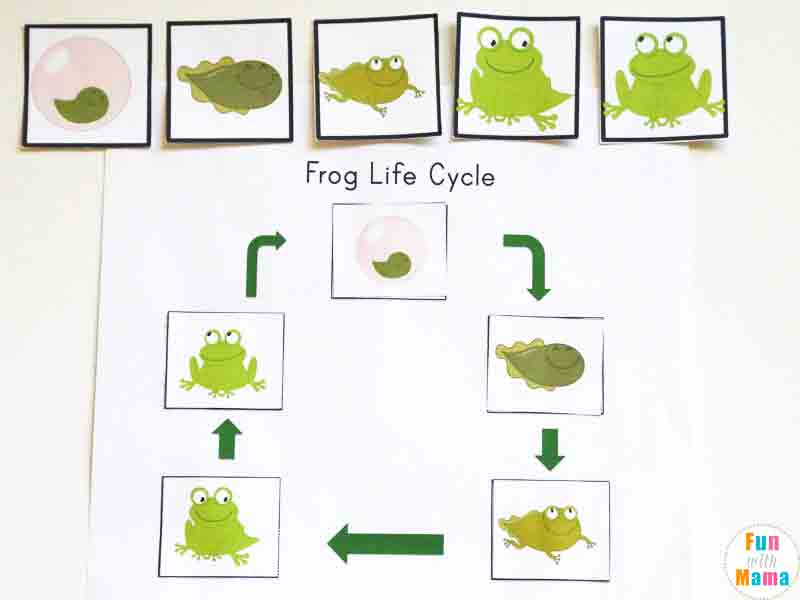 frog life cycle