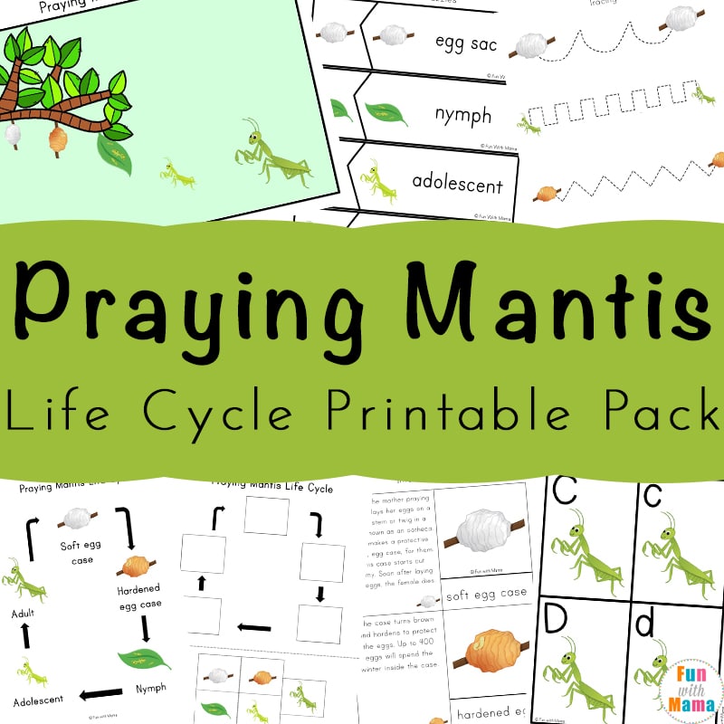 Praying Mantis Life Cycle