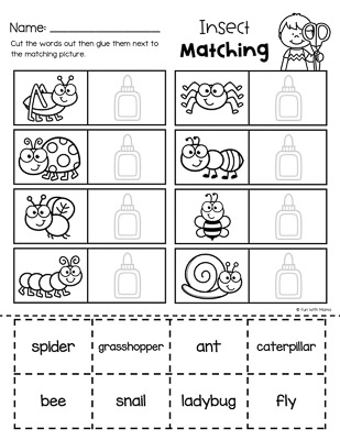 match the insects to the words