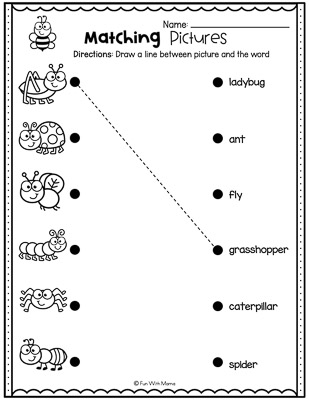 match the insect to it's name