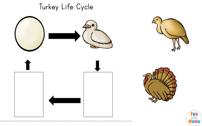 turkey life cycle