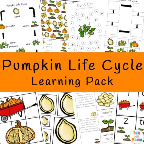 Pumpkin Life Cycle - Fun with Mama
