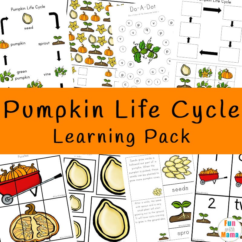 pumpkin life cycle