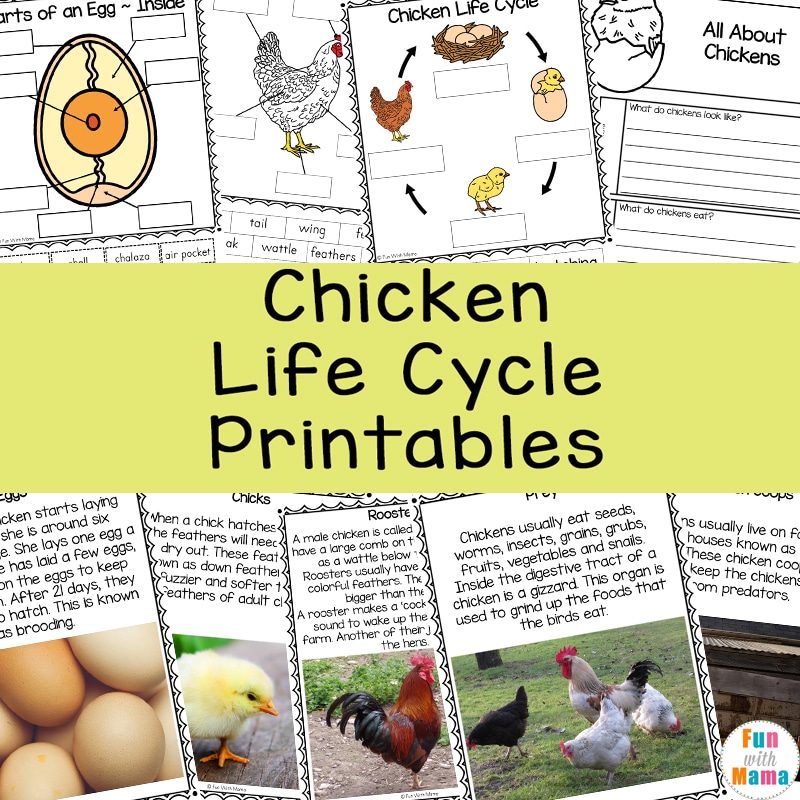 chicken-life-cycle-printable-worksheet