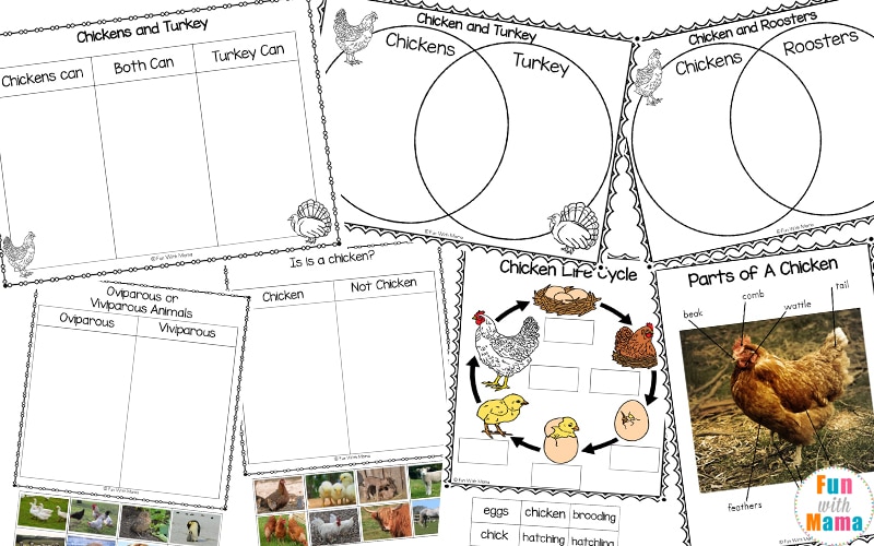 chicken life cycle worksheets
