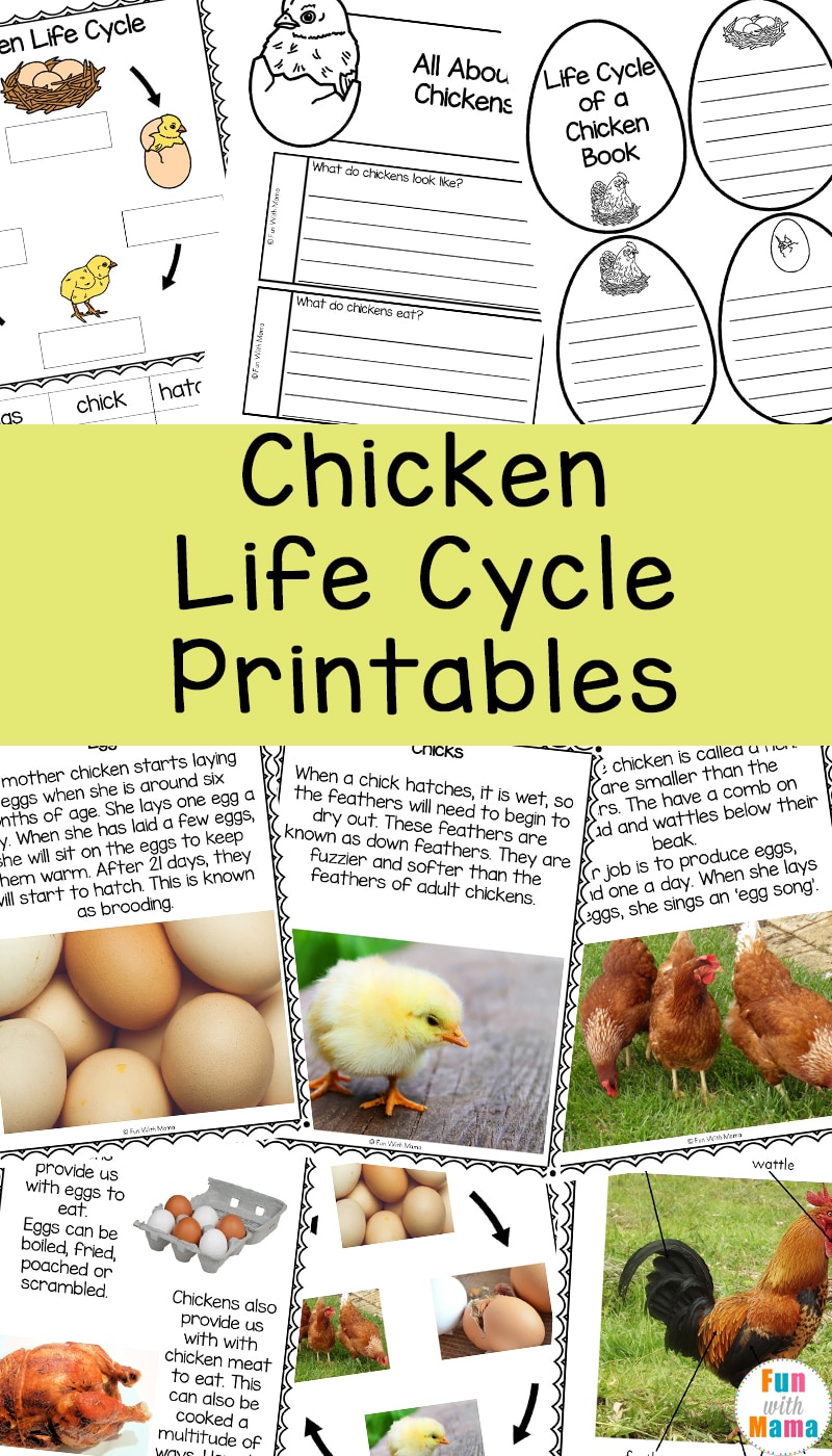 chicken-life-cycle-fun-with-mama