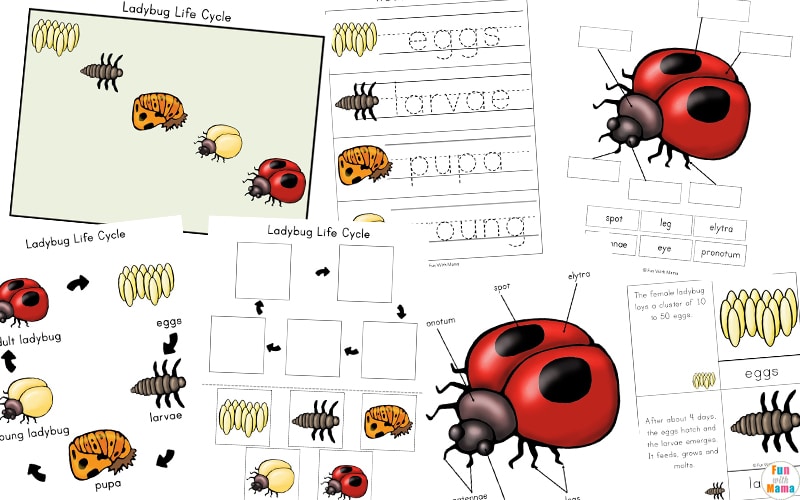 Of ladybird cycle life a Free Printable: