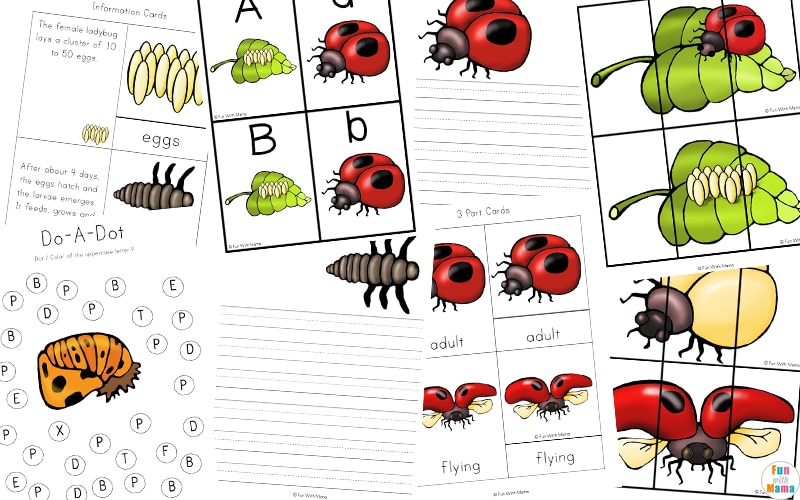 ladybug life cycle