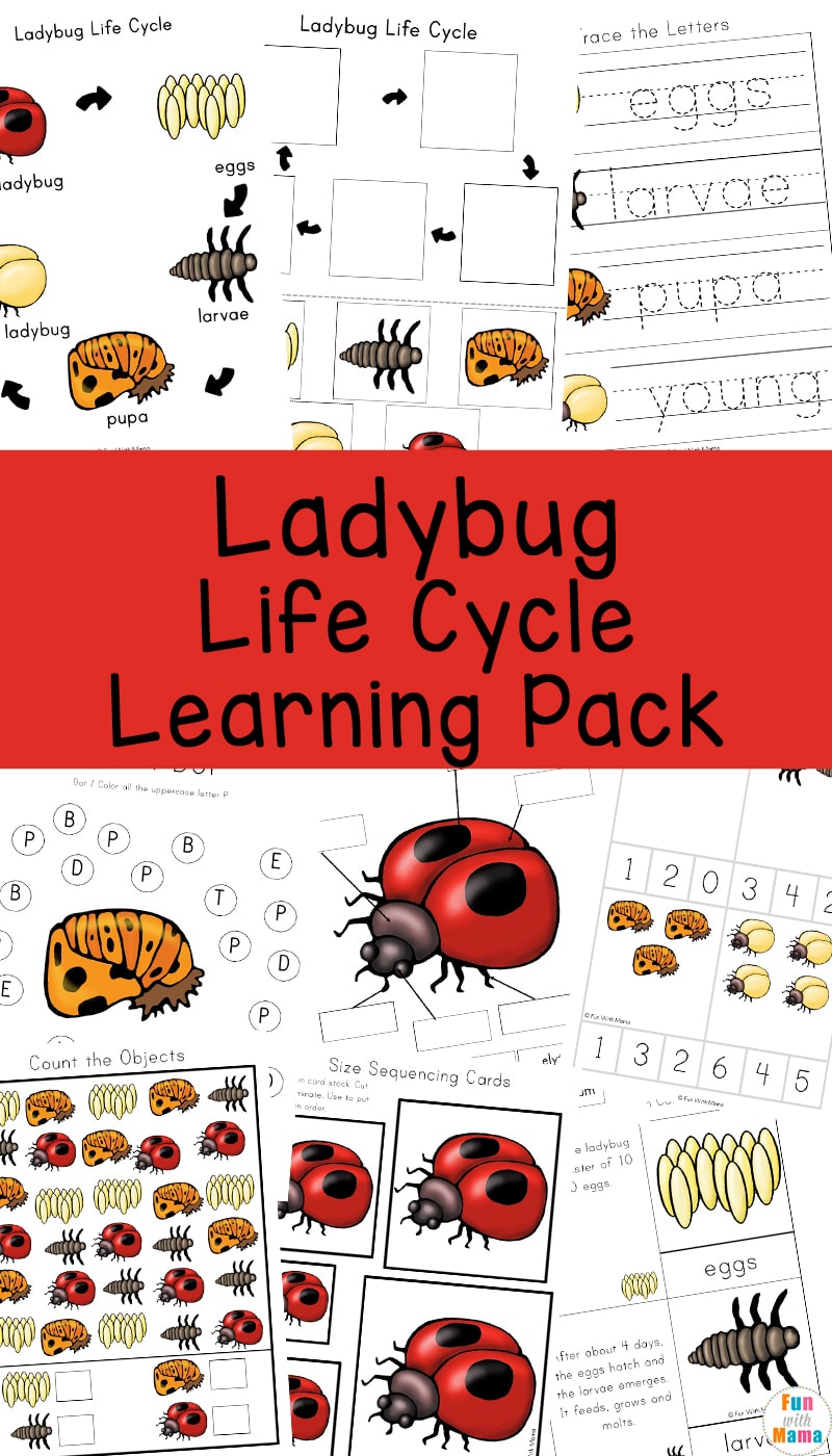 Ladybug Life Cycle Fun With Mama