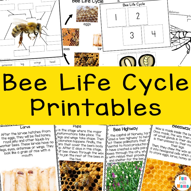 bee life cycle printables 