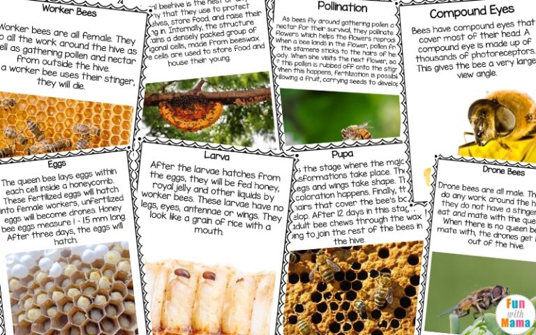 Bee Life Cycle Printables For Kids - Fun with Mama