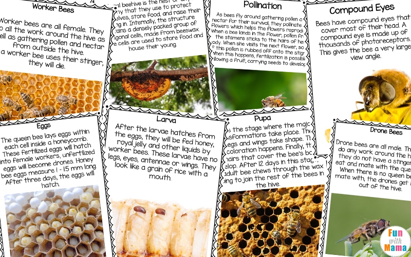 bee life cycle