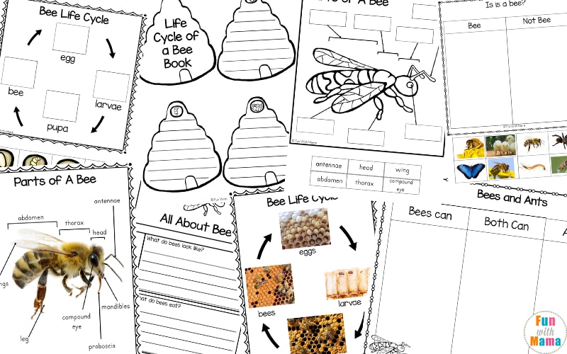 life cycle of a bee