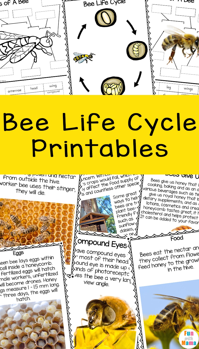 bee life cycle printables for kids 