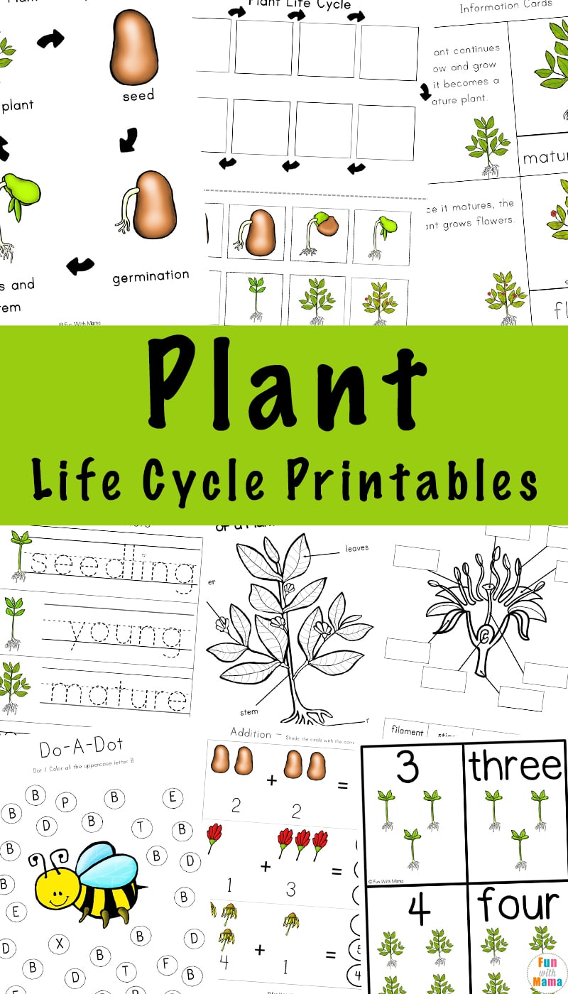 plant life cycle for preschool