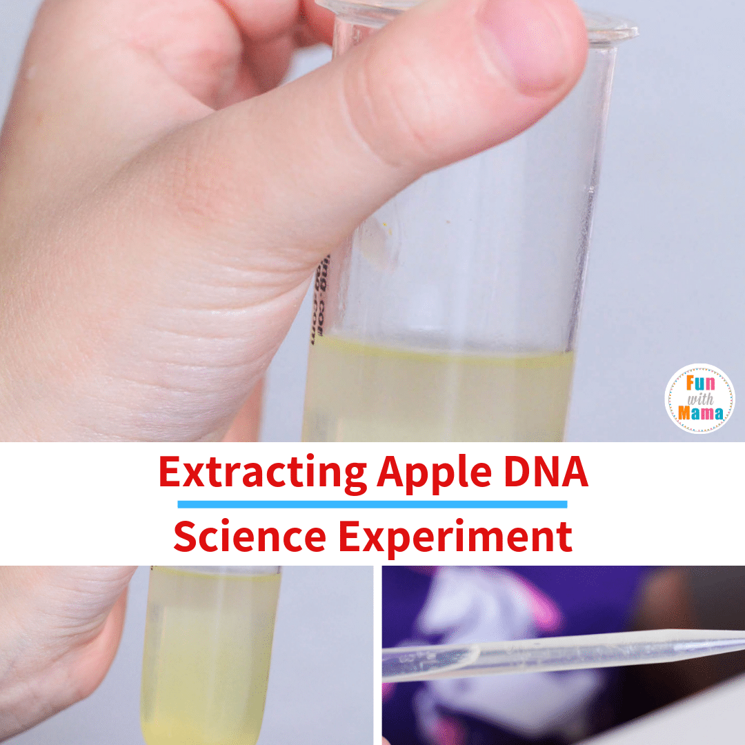 DNA extraction lab science experiment 