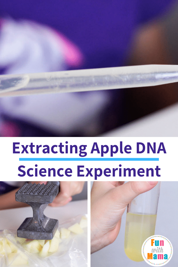 extracting DNA from an apple 