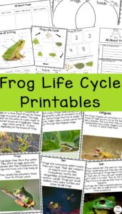 Frog Life Cycle Printables - Fun with Mama