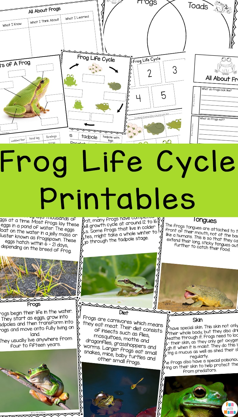 frogs-life-cycle-worksheet
