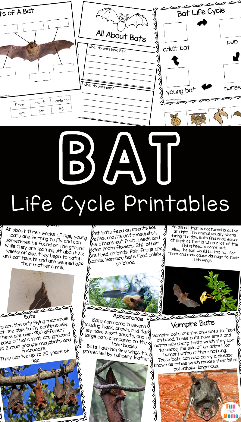 Bat Facts For Kids - Fun with Mama