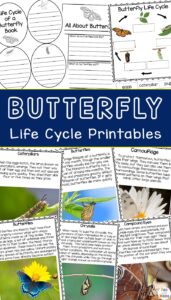 Life Cycle of a Butterfly Printable Pack - Fun with Mama