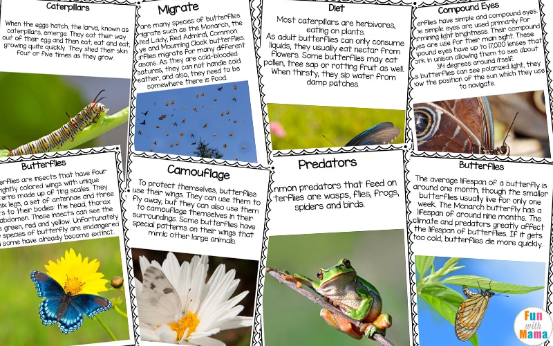 butterfly life cycle poster facts