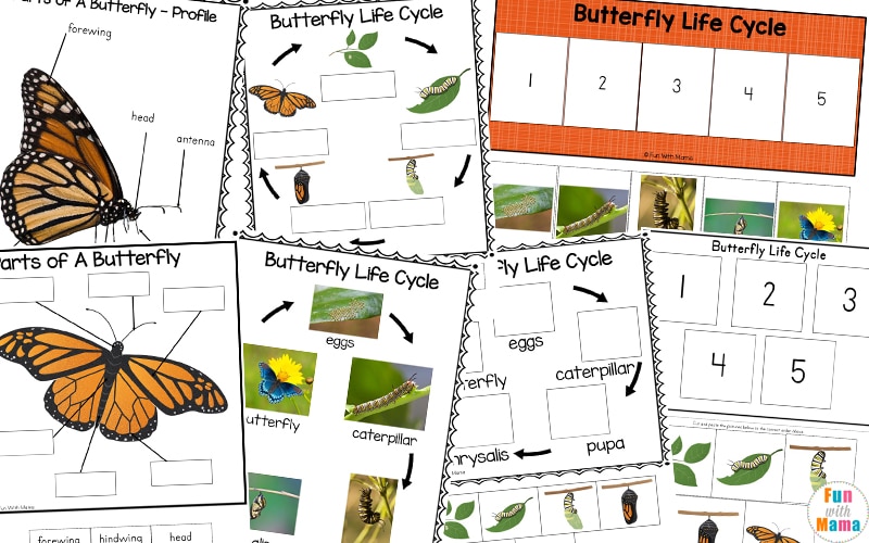 butterfly life cycle worksheets