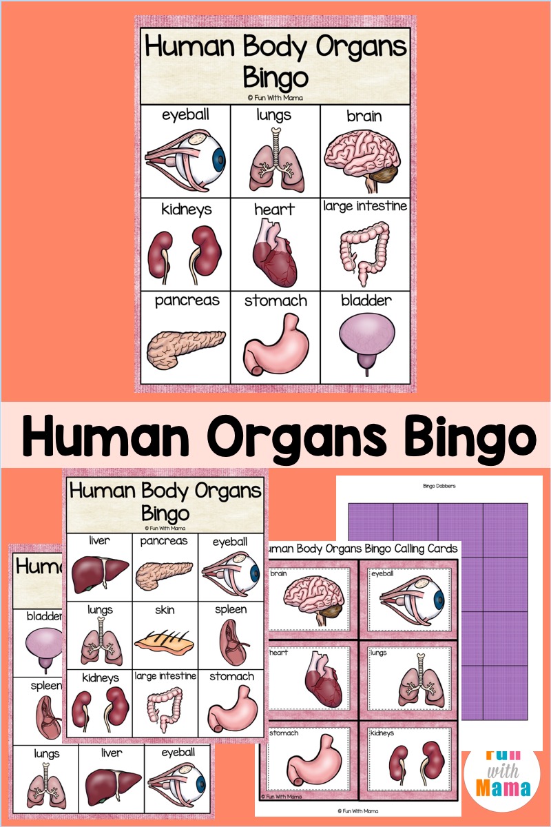 human organ bingo for kids