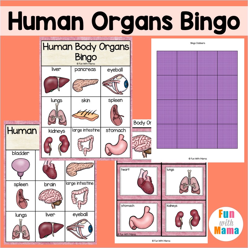 human organs bingo printable 