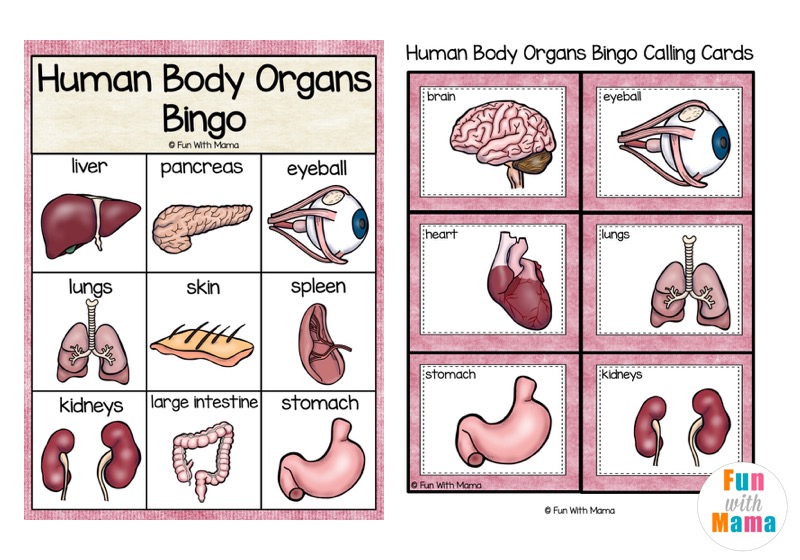Verb Anatomy Bingo Card