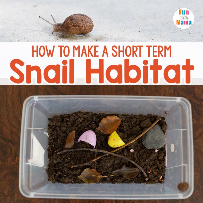 DIY snail habitat