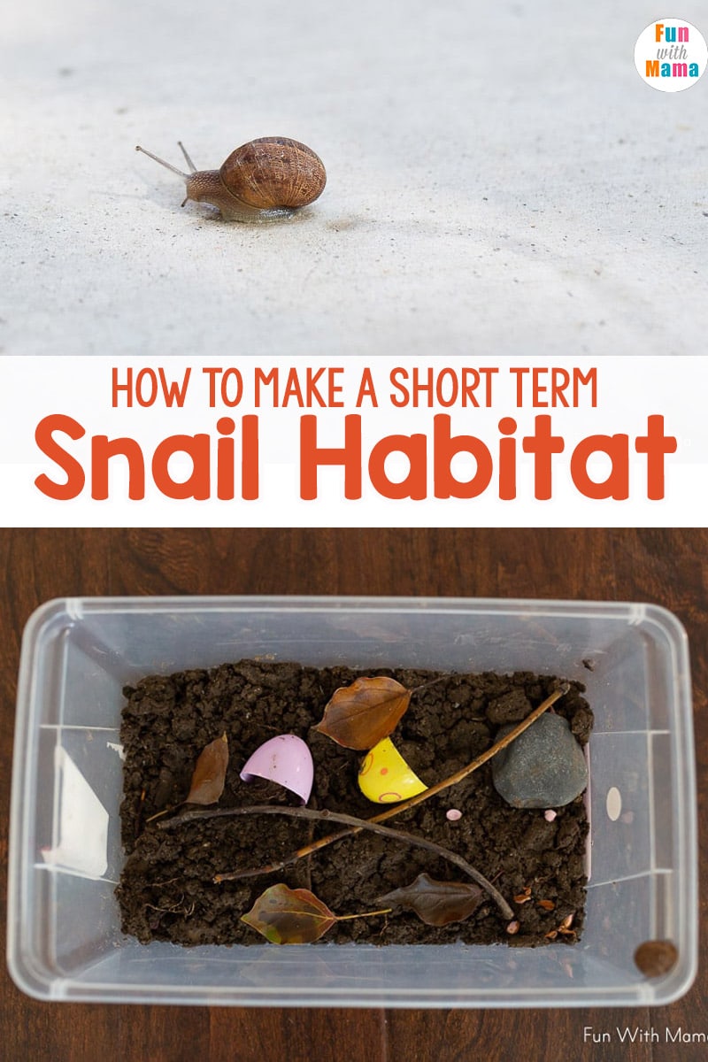 how to make a snail habitat 