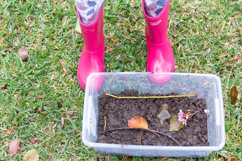 staging the snail habitat 