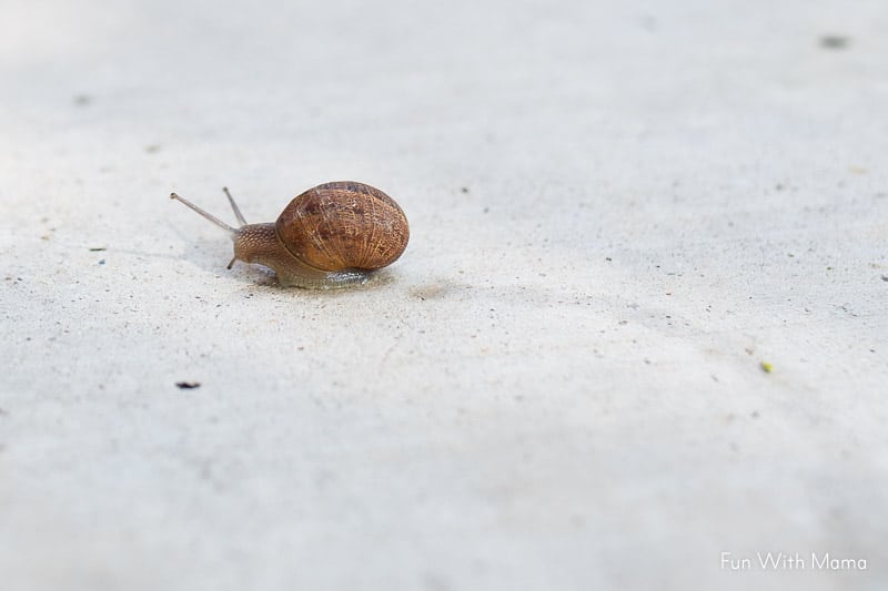 letting the snail go after creating it's habitat 