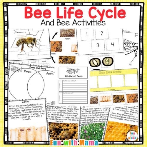 Bee Life Cycle Printables For Kids - Fun with Mama
