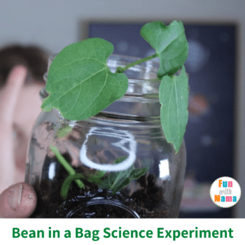 bean in a bag science experiment for kids