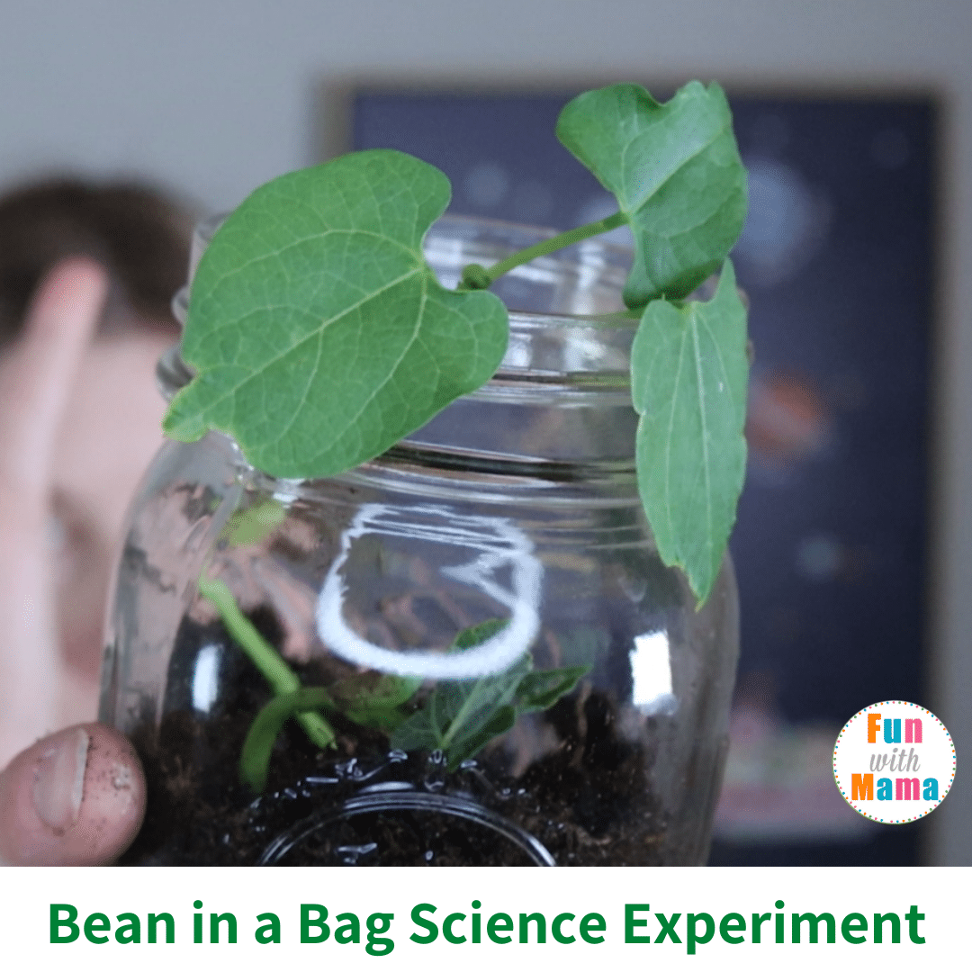 bean in a bag science experiment for kids 