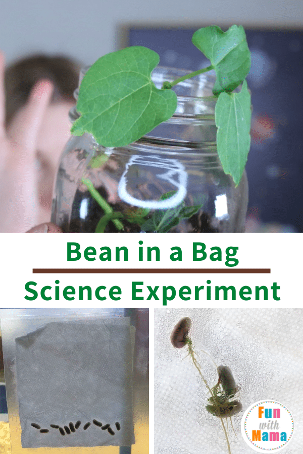 how to grow beans in a bag science experiment 