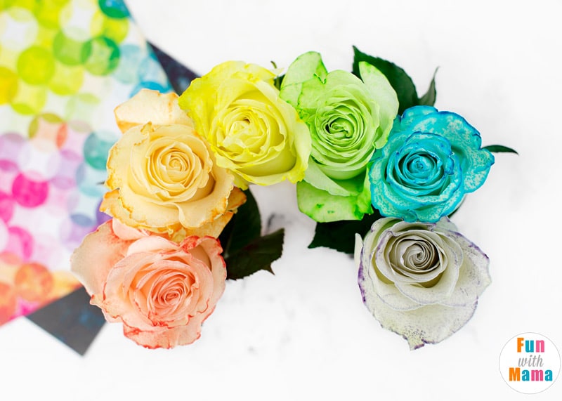 color changing white roses in a vase 