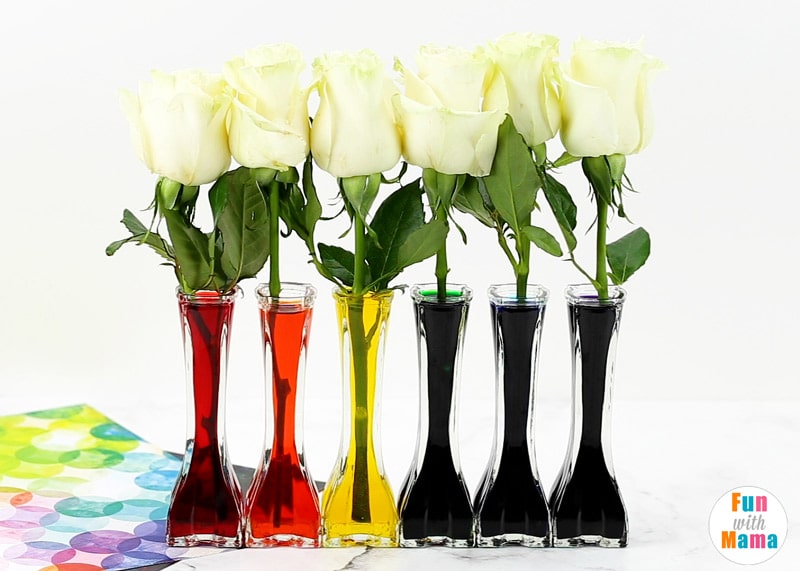 white roses being added to a vase with colored water 