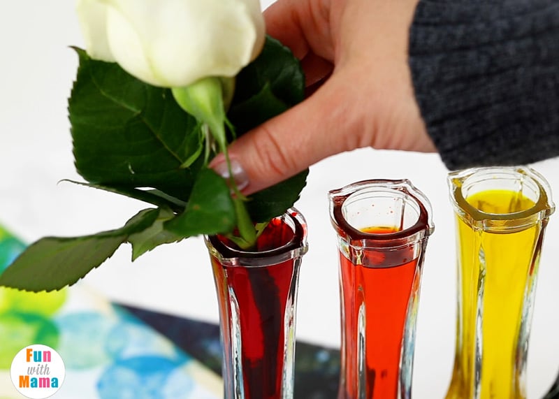 adding flowers into dyed water