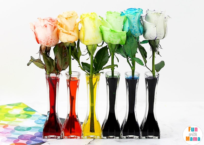 roses that are dyed from food coloring in a vase 
