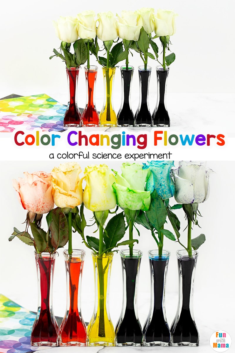 pin image color changing flower science experiment 