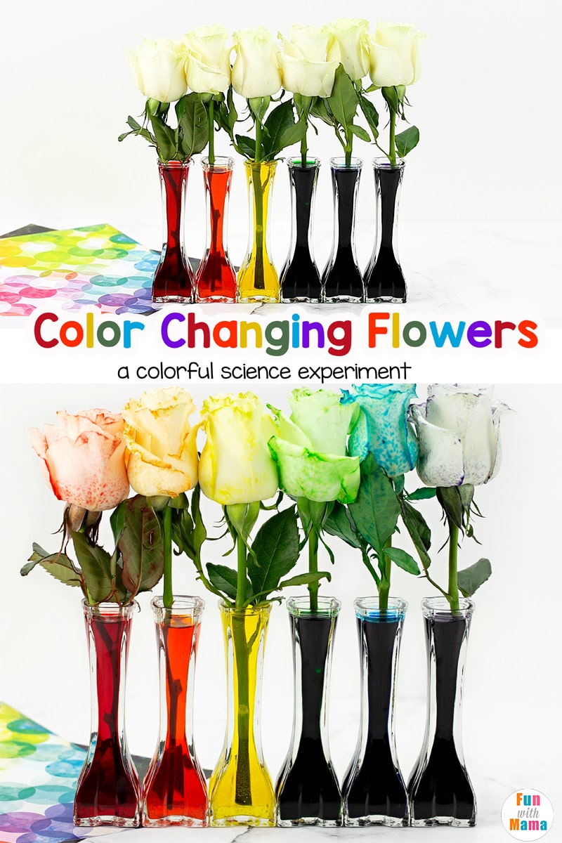 Color Changing Flowers Science Experiment - Fun with Mama